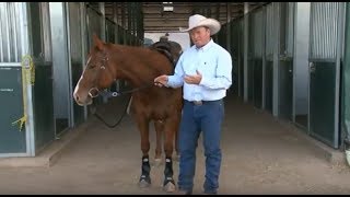 The Purpose of Horse Boots with Ken McNabb [upl. by Ailuig]