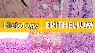 Histology  Epithelium [upl. by Etnahsa]