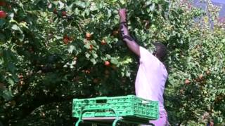 Ils sont enfin là les abricots du Valais [upl. by Langer]