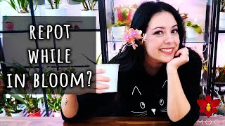 How to safely repot a Phalaenopsis Orchid while in bloom  Orchid Care for Beginners [upl. by Rialc506]