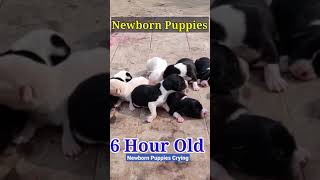 Newborn Puppy Crying for Mother  Puppies crying for milk shorts [upl. by Allenrad]