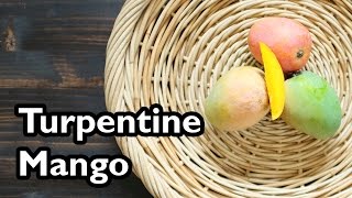 Truly Tropical Mango Varieties Turpentine [upl. by Saerdna]