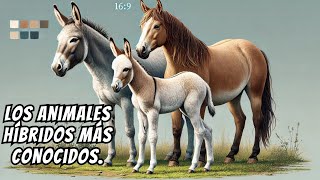 Los animales híbridos más conocidos [upl. by Ynavoeg]