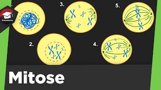 Mitose einfach erklärt  Grundlagen 4 Phasen der Mitose  Zytokinese  Mitose Zusammenfassung [upl. by Elyrehc768]