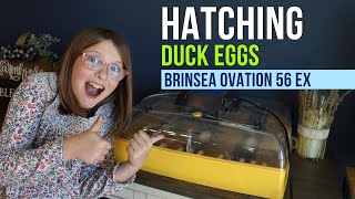 Hatching Duck Eggs Brinsea Ovation 56 EX Review and Setup [upl. by Tigirb318]