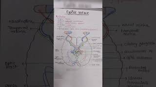 Optic Nerve anatomy [upl. by Akenat]