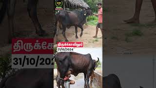 Milking Details cow vivasayaarvalargal shortvideo shorts [upl. by Nauqat409]