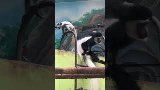 Adorable Colobus Monkey amp Baby Bonding in the Wild Primate Nature [upl. by Hailee]