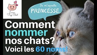 😸Les 60 noms de chats les plus populaires en France 😸Quel nom choisir pour votre chat 😸 [upl. by Rausch]