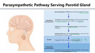 LO10 Parotid Gland Innervation [upl. by Stefanie703]