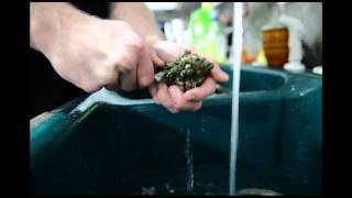 How to clean shuck and eat raw oysters Topsail island Stump Sound [upl. by Nohsar]