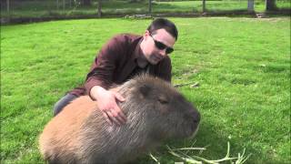 Making Friends with a Capybara [upl. by Suoiluj]