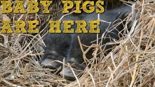 Baby Pigs born in new Pig Pen [upl. by Mella137]