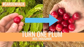 The Trick to Growing Plums from Pits [upl. by Laehcar25]