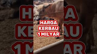 BAWA KE TORAJA AJA INI⁉️😅 kerbau buffalo ternak hewan sapi kambing farm shorts toraja [upl. by Mccourt]