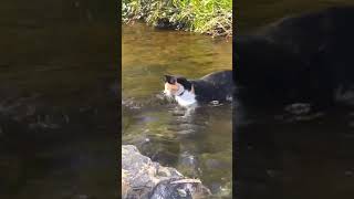 rupanya dia bernai menyebrang Kucing terjun ke sungai [upl. by Hgielar664]