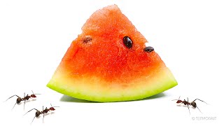 Ants vs Watermelon [upl. by Niltiak]