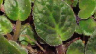 Quick scan on this African Violet plant without any Flowers [upl. by Gwynne274]