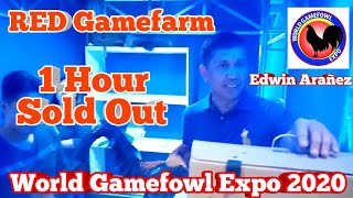 World Gamefowl Expo 2020 Red Gamefarm [upl. by Sudhir]