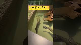 【softshelled turtle】大きなすっぽん！白いぜ！【snapping turtle】【Trionyx sinensis】【 terrapin】 [upl. by Nonnahc]