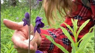 Poison Monkshood vs Wild geranium Foraging wildcraft [upl. by Durer112]