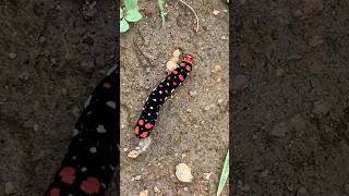 Lilly Moth Caterpillar bug insects [upl. by Miyasawa926]