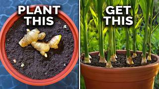 How to Grow Ginger in Containers And Get a Huge Harvest [upl. by Aidan]