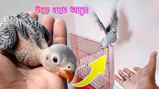 মিষ্টি উড়ে আমার হাতে আসে [upl. by Aneerhs568]