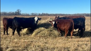 Stellar Farms  700 November Steer Calves  172 Head Moosehorn MB VBP [upl. by Hooge]