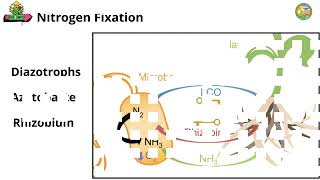 Nitrogen Cycle  Nitrification  Denitrification  Biological Nitrogen Fixation Nitrogen [upl. by Jerald]