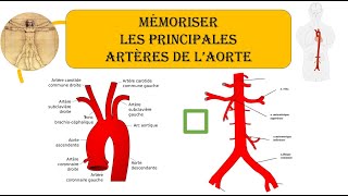 🩸 APPRENDRE TOUTES les ARTERES du Corps Humain  Anatomie FACILE [upl. by Notyarb]