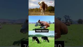 மாட்டுப்பண்ணையை சுத்தமாக வைக்க நம்ம MDM ன் COW MAT shorts viral cow [upl. by Naryt]