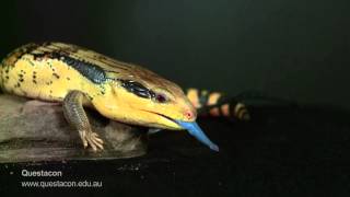 BlueTongue Lizard in SLOW MOTION [upl. by Nagiam]