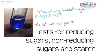 Benedicts test for reducing sugars nonreducing sugars and starch  Revision for Biology ALevel [upl. by Lotz]