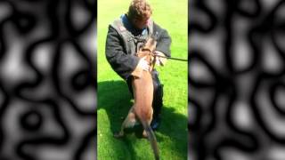 Knpv Belgian Malinois Bika [upl. by Abbot]