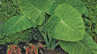 Growing the Elephant Ear ‘Thai Giant’ Colocasia gigantea [upl. by Notsirk668]