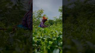 Paharia Mon pahariamon Teagardenofassam [upl. by Yousuf]