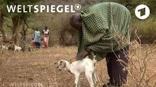 Menschen und Tiere leiden unter Dürre in Kenia  Weltspiegel [upl. by Pineda940]