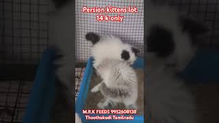 PERSIAN KITTEN LOT SALE VERY LOW PRICE CALL 9952608138 [upl. by Acinorahs851]