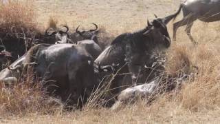 Wildebeest and Crocodiles [upl. by Emmalynne211]