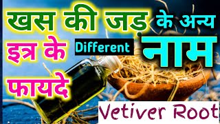 khas ki jad kaise hoti hai  Vetiver different names  khas ki jad kahan milegi vetiver khasroot [upl. by Ahsael]