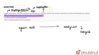 RuBP carboxylase PEPcase pyruvate dehydrogenase ATPase cytochrome oxidase hexokinase lactate [upl. by Trautman398]