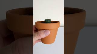 Potting Your New Peyote Cactus [upl. by Onilegna]