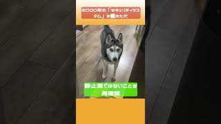 2000年の「セキュリティシステム」を備えた犬 [upl. by Rocky]