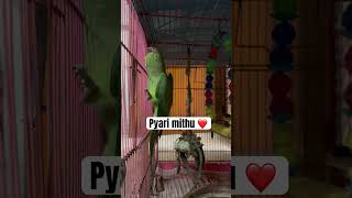 Pyari mithu parrot funny parrottalking parrotlover talking talkingparot birds ytshorts [upl. by Nwadahs]