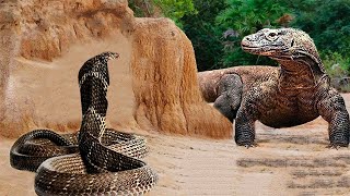 ¡Los Animales Se Metieron Con El Dragón De Komodo Equivocado [upl. by Nitnilc]