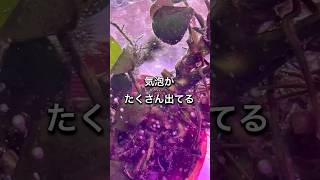 【水草の苔対策】アクアリウム水草苔金魚メダカ熱帯魚水槽オキシドール [upl. by Jr]