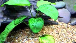 30 Gallon Freshwater Tank Update German Blue Rams amp Plants [upl. by Smada]