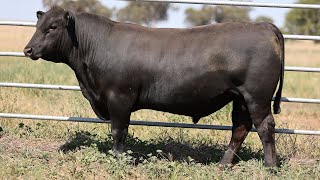 Lot 48 EVK22T63 Fernhill Angus 2024 [upl. by Ralina]