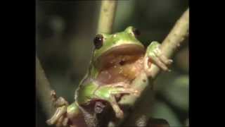 La Grenouille et le crapaud  Documentaire animalier [upl. by Bega366]